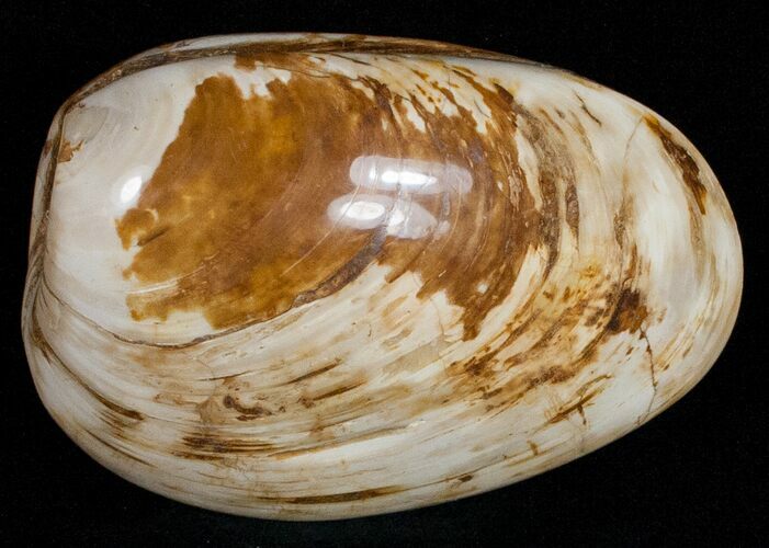Wide Polished Fossil Clam - Jurassic #12074